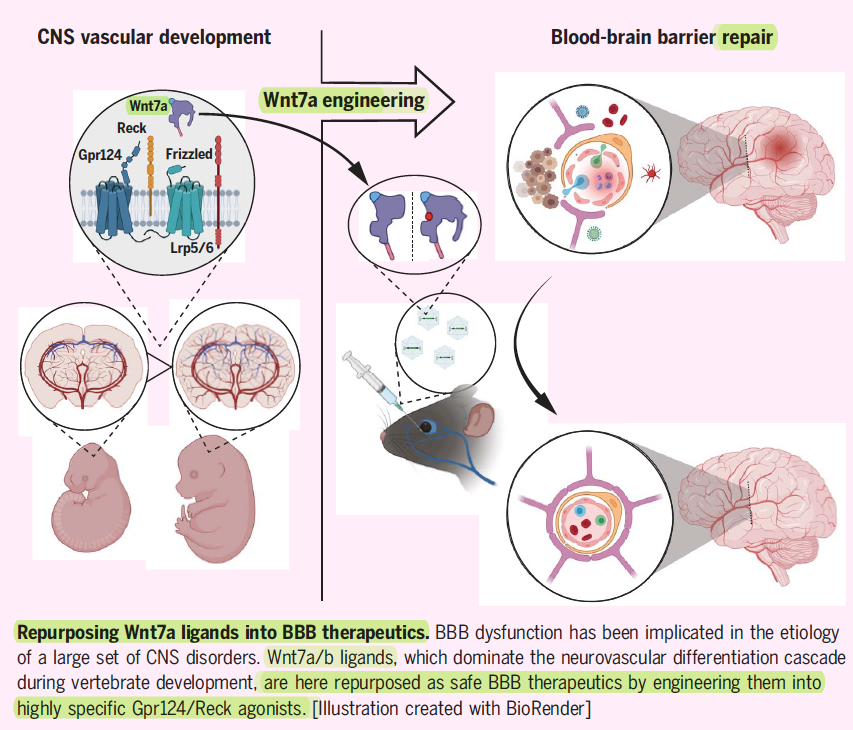 westr's tweet photo. Perspective: Repairing the #bloodbrainbarrier https://t.co/vzTwP51smU #BBB #CNS
Engineered #Wnt ligands enable blood-brain barrier repair in #neurological disorders https://t.co/JERynBnqUc #Wnt7a #stroke #glioblastoma #endothelium #tightjunctions https://t.co/J8mw2zrab4