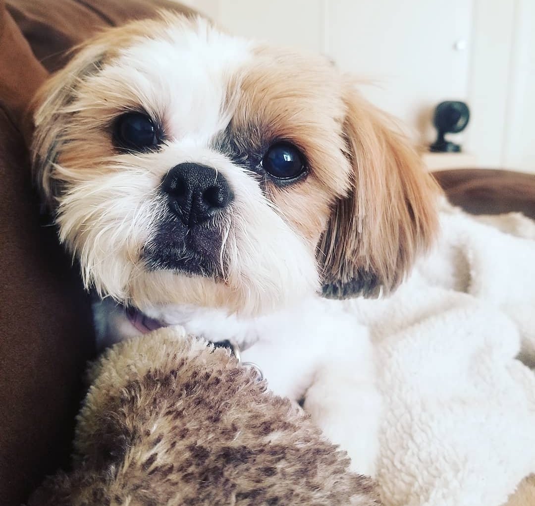 FoxyShells's tweet image. Please vote for my Lexi and help us win 5k!! Vote here: americasfavpet.com/2022/lexi-262a