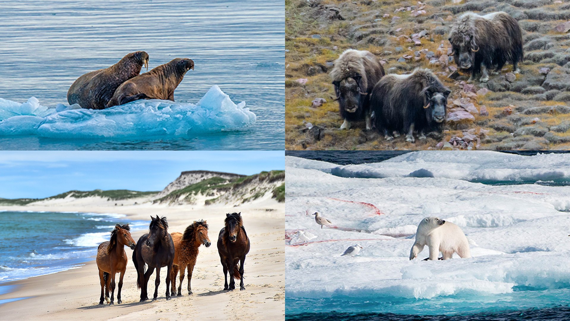 Adventure Canada on Twitter: Adventure Canada on Twitter: