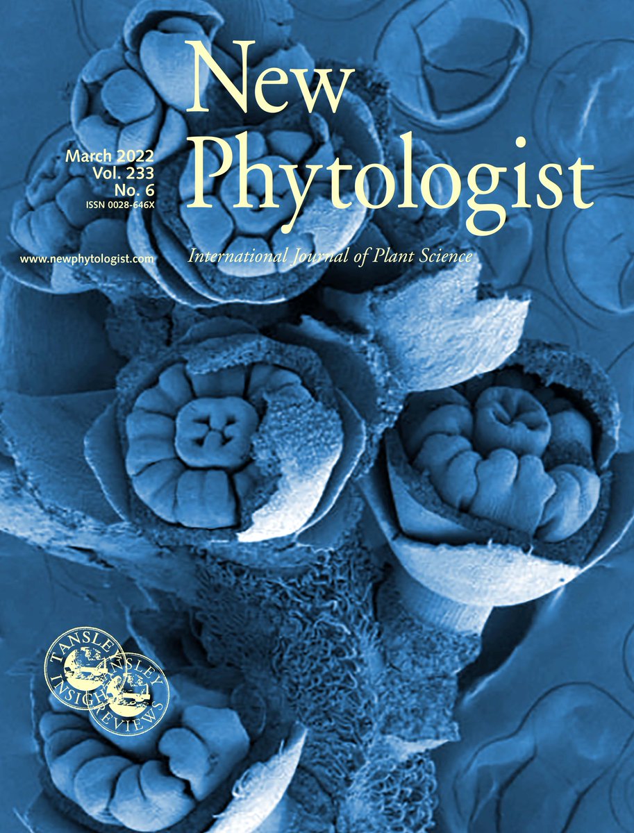 NewPhyt's tweet photo. New issue #NPCover features preformed inflorescence of Vaccinium vitis-idaea collected October 2018 (Fairbanks Alaska, USA), dissected from within the protective bud scales (false-coloured SEM). Photo: Eileen P. Schaub, Christa P. H. Mulder and Pamela K. Diggle https://t.co/aXpk4hnTr6