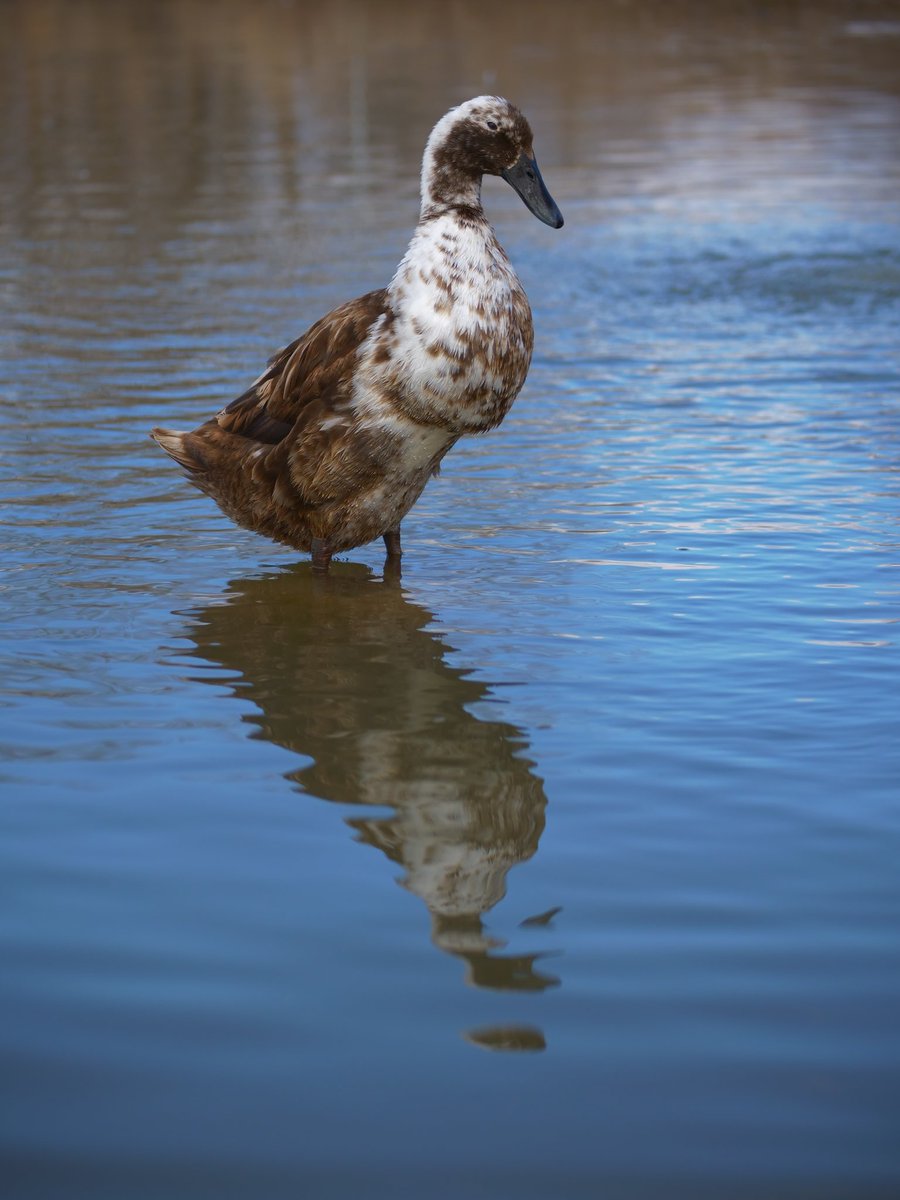 DuckFoodBot's tweet photo. ducks are relaxing to watch... take a break and send them 🦆 a treat, simply retweet and see your snack drop on the pond at https://t.co/pTJuXhq0o4 💙 https://t.co/n6YsVUpsv1
