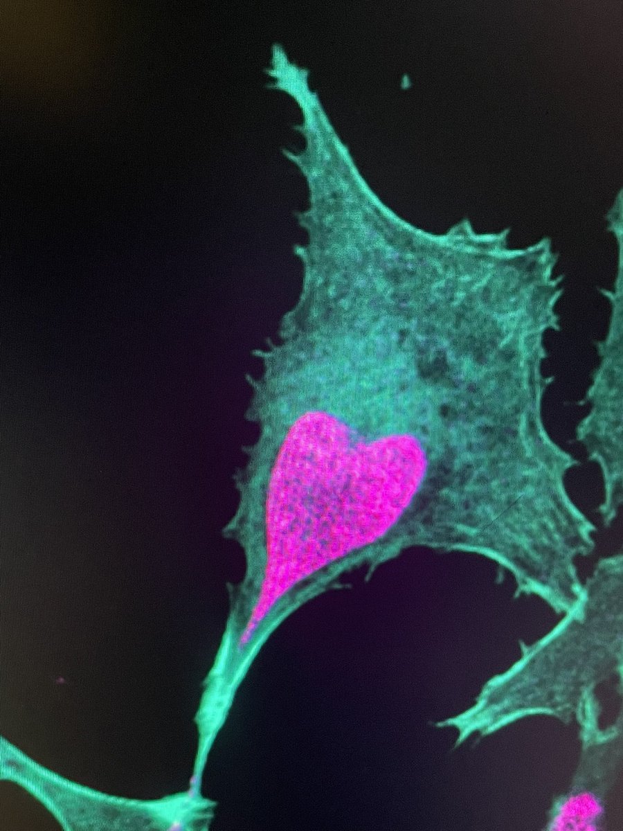 When your cells try to tell you how much they love you! <a href="/ValeBarbieri21/">Valentino Barbieri</a> <a href="/MolBionics/">MolecularBionics no more in X</a>