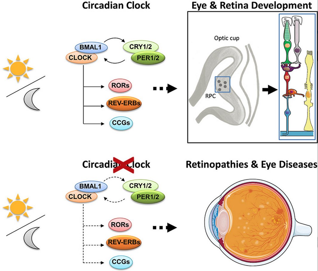 #DBfeatures #CircadianClock #Retina #Photoreceptor
👀⏰🐭⏰👀

'Circadian clocks, retinogenesis and ocular health in vertebrates: new molecular insights' by Amadine Bery, Marie-Paule Felder-Schmittbuhl et al, in our new April 2022 issue.

Read it here
sciencedirect.com/science/articl…!