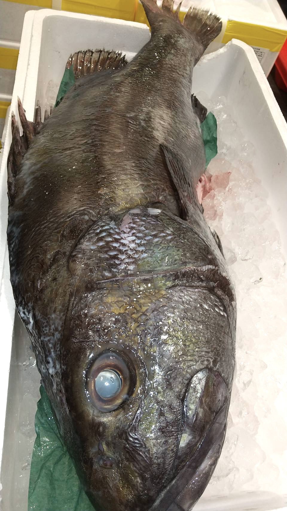 築地市場人の海グルメ わかったら達人級 珍しい魚入ってました コレをご存知の方は達人級かと 昔は 売っちゃダメだったんですが 今は腹を抜いてあればok でもほとんど見かけませんよ わかるかな 豊洲市場 T Co Aybtmwyyhc Twitter