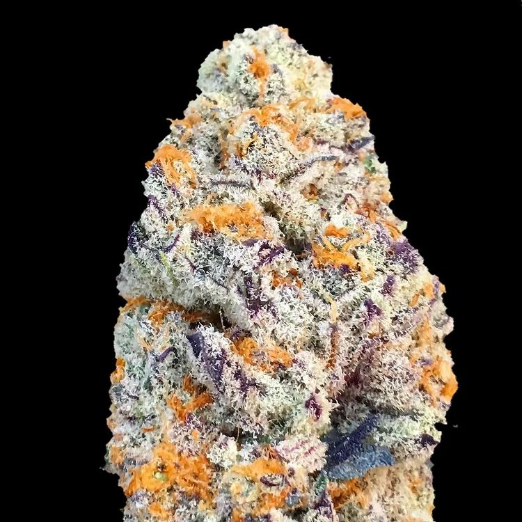 starfiregenetix's tweet photo. Manzanitas 🍏💦 [Big Apple X Apples N Bananas] #DesignerSeeds #FlavorfulCreations #TESTED #AllKillersNoFillers https://t.co/89YeVLufmn