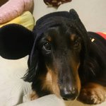 ツイートに含まれる画像