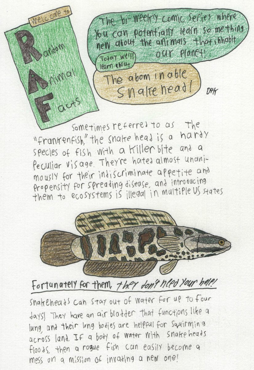 Dommer4kill's tweet photo. I was looking through all my old episodes of Random Animal Facts a bit ago. its a shame I had to put them down when I did, despite how hard they were they were still pretty fun to do.
#Webcomic #webcomics #D4K #D4KComics #RAF #RandomAnimalFacts https://t.co/9h8PIKuxH9