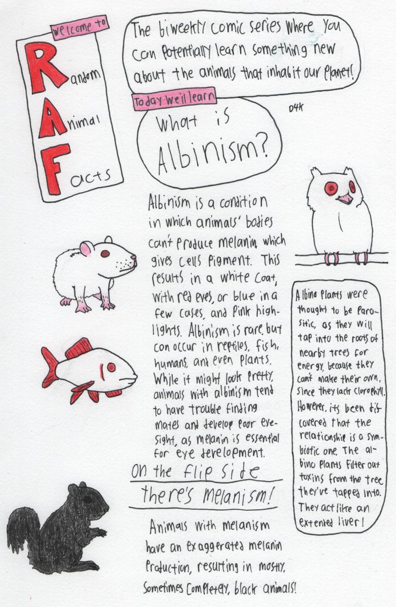 Dommer4kill's tweet photo. I was looking through all my old episodes of Random Animal Facts a bit ago. its a shame I had to put them down when I did, despite how hard they were they were still pretty fun to do.
#Webcomic #webcomics #D4K #D4KComics #RAF #RandomAnimalFacts https://t.co/9h8PIKuxH9