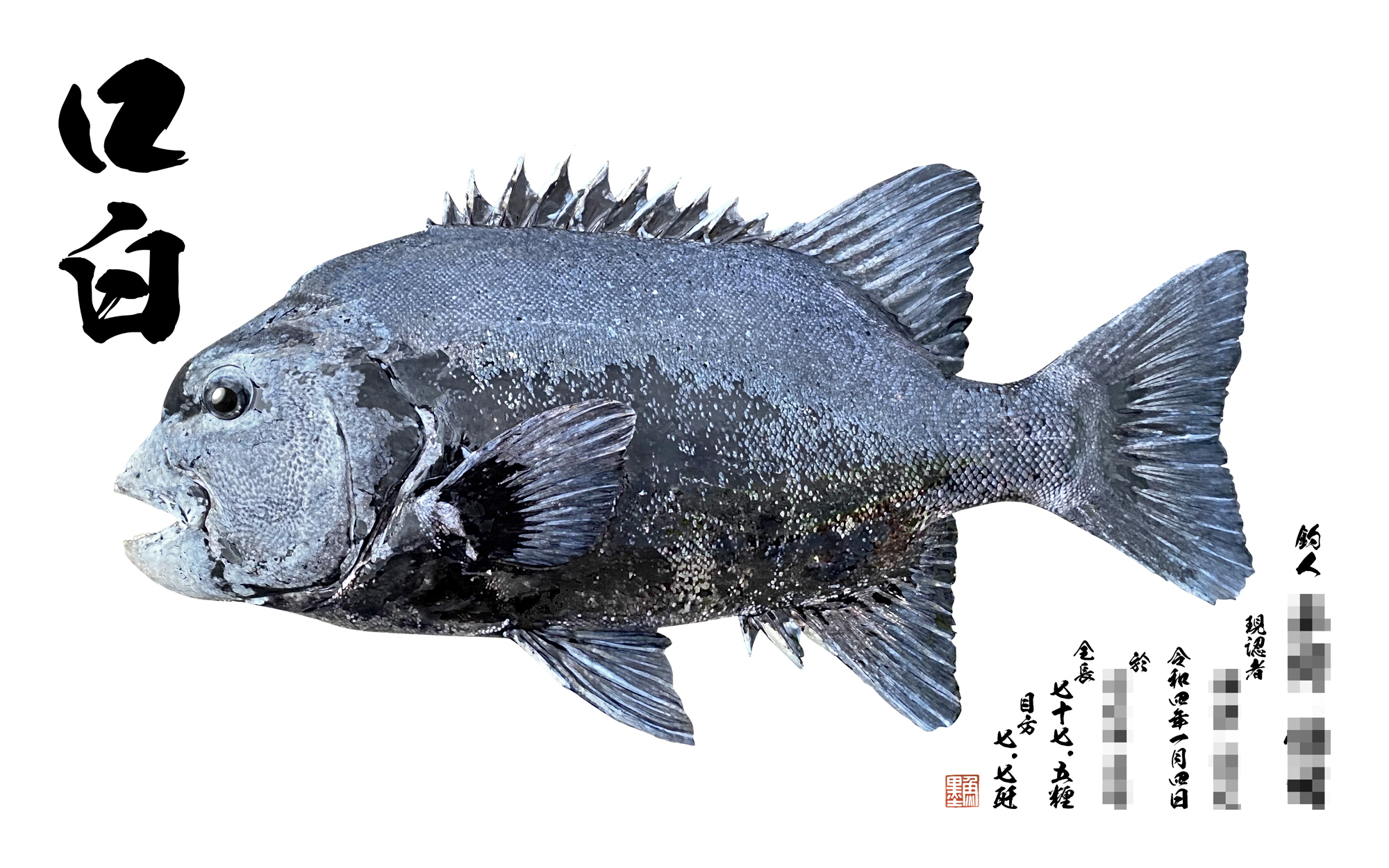 フェバリットクチジロ[石鯛] 石鯛 クチジロ魚拓 額縁
