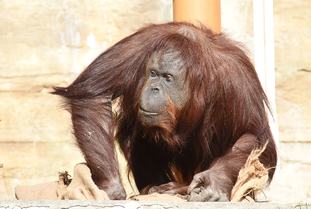 背景資料写真家かさこ 無料画像毎日投稿 おはようございます 今日のトレス 模写ok写真は オラウータン トレス 模写okの どうぶつ おさかな 写真コーナーぜひご活用ください T Co Xcq70l4qpv 絵描きさんと繋がりたい イラスト好きな人と