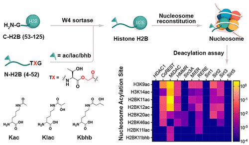 isciverse's tweet photo. Online NOW | @J_A_C_S
#Histone H2B #Deacylation Selectivity: Exploring #Chromatin’s Dark Matter with an #Engineered #Sortase.
@isciverse @AmerChemSociety #Chemistry
https://t.co/3cDU5tZixn https://t.co/BiNi78vZLu
