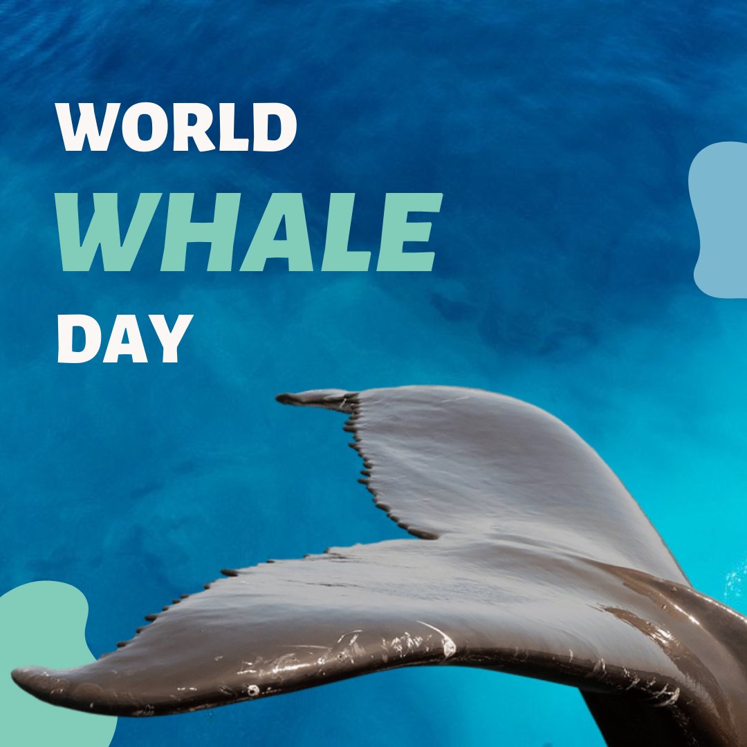 Today on #WorldWhaleDay, we celebrate and honor the vital role whales play in aquatic ecosystems. By restoring the Squamish Estuary, we also strengthen the health of the connection between fish, whales and the Salish Sea #RestoretheShore