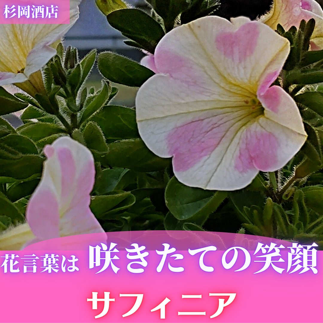 2568sugi's tweet photo. サフィニア、花言葉は「咲きたての笑顔」です。
多年草で育てやすいです。
花言葉は次々と花を咲かせる姿か���、笑顔を振りまいている姿を連想させる所からきています。
春を待ち遠しく思います。

#サフィニア
#花言葉
#笑顔
#多年草
#春
#Spring
#花
#Flower
#葛城エール
#奈良県
#葛城市
#杉岡酒店 https://t.co/kpoN68udJn