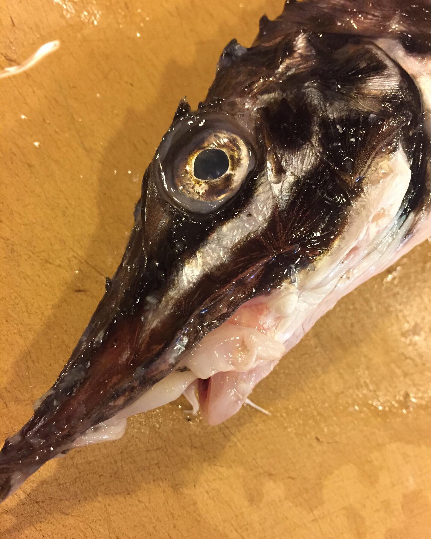 魚の旨い店 ほうぼう 北海道 八角 トクビレ 特徴的なヒレを持つ八角 特徴ある脂の乗った歯応えある身は地元では味噌焼や握り寿司にするそうですね 当店ではお刺身 お試し下さい 北海道 函館 八角 トクビレ 海鮮 居酒屋 魚の旨い店