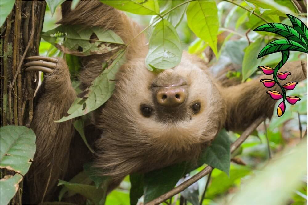 SlothzNFT's tweet photo. So many good vibes this week so we decided to adopt Nacho from @SlothCon for a month! 

Can't wait to keep building and saving sloths with all our new friends! https://t.co/yUHVxIZIl8