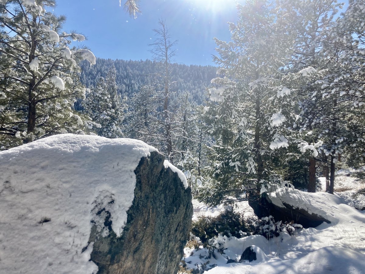A snowy walk in the forest...
#Colorado #mountains #snow ❄️