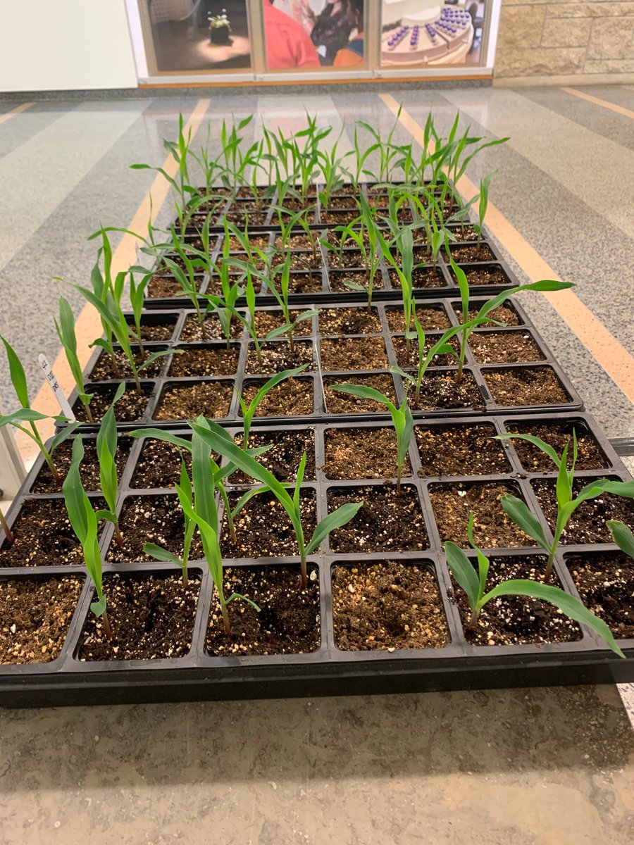 janlorobil's tweet image. They made it. #maize #auxin #leafdevelopment