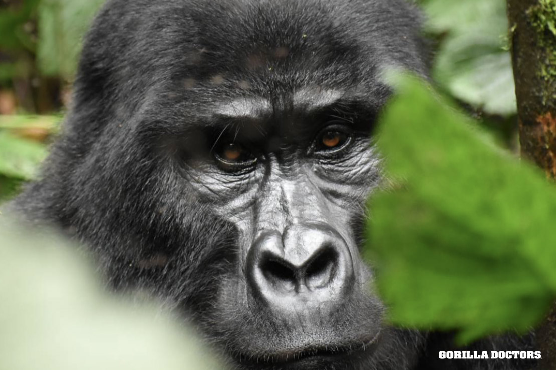 Shinkan psykologisk rørledning Gorilla Doctors on Twitter: "DID YOU KNOW? Gorillas have unique 'nose prints'  just like humans have unique finger prints! We use nose prints to identify  individuals which helps us keep personalized health
