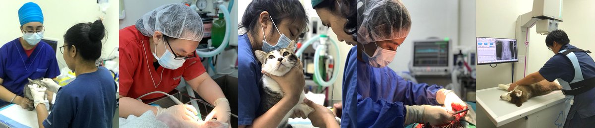 VetLinkSQL's tweet photo. We're excited to have the team at Singapore Veterinary Animal Clinic join the VetlinkPRO family. Here are some of the team at work... https://t.co/w3wN2ssJar