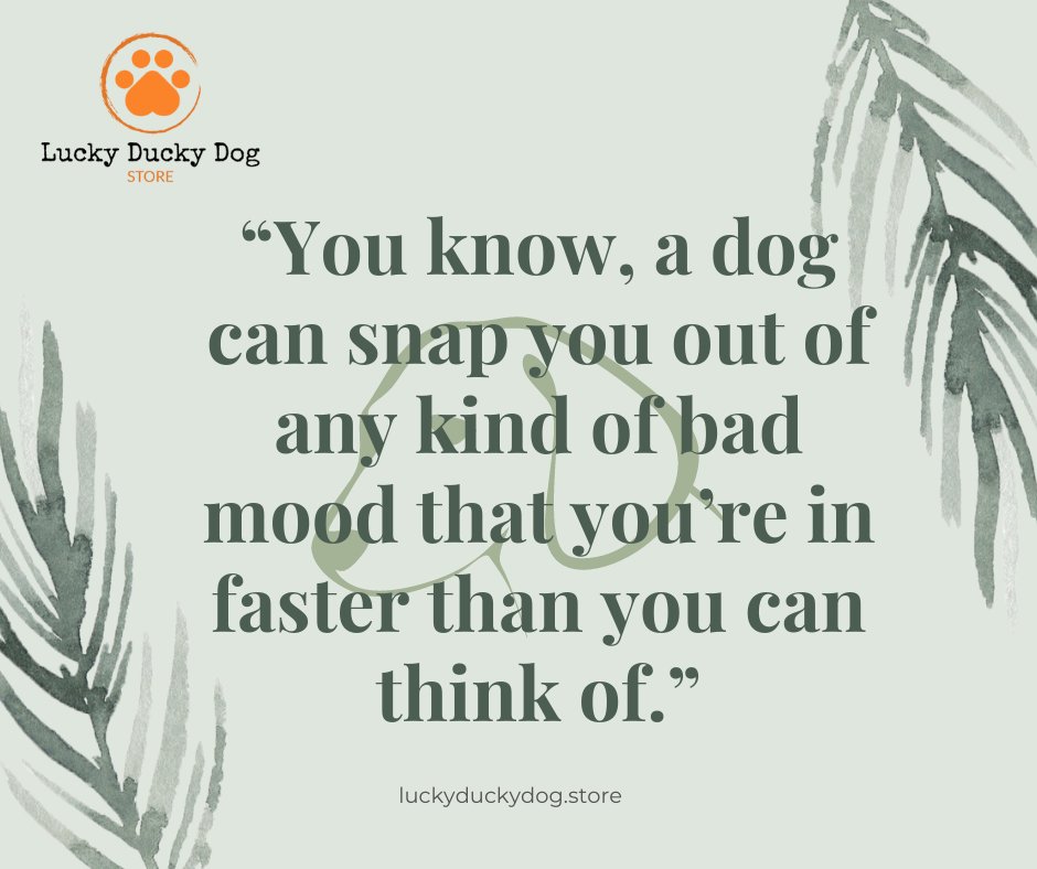 luckydogstore's tweet photo. “You know, a dog can snap you out of any kind of bad mood that you’re in faster than you can think of.”-Jill Abramson

#luckyduckydogstore #luckythedog #dogmom #dogdad #furbaby #buynow #fashion #dog #pet #puppy https://t.co/N6E76UPhQP