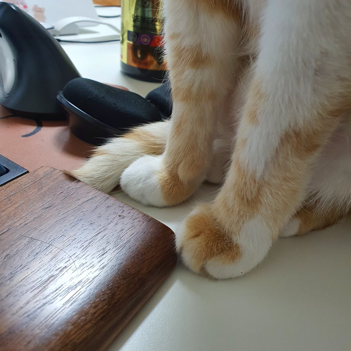 놀아달라 시위 중ಠ_ಠ