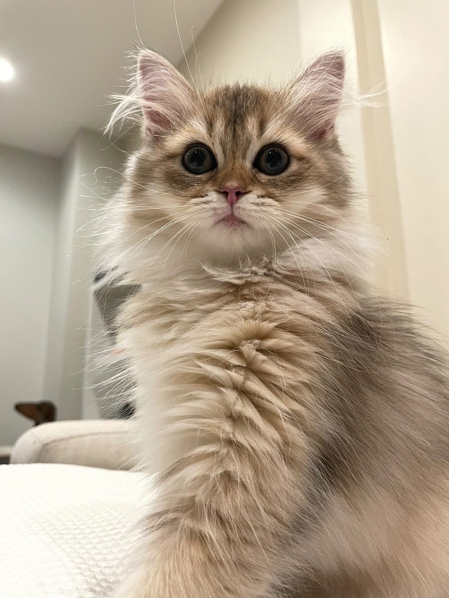 น้องทรีเคิล(ลูกบูเก้) ไปอยู่บ้านเพื่อนเค้าตอนนี้ แฮปปี้มีความสุขมาก