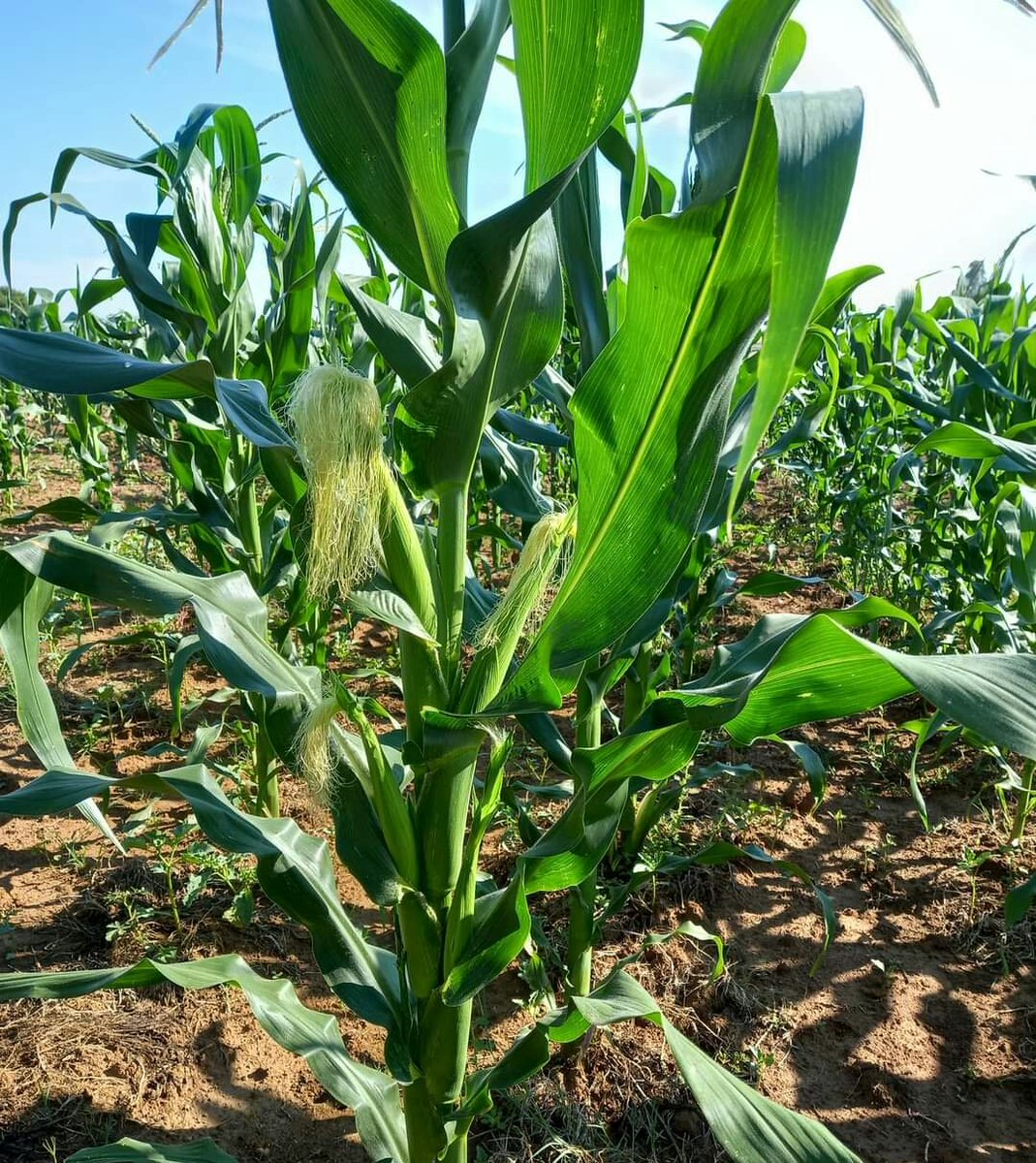 jfl_kenya's tweet photo. Erase the funding mentality and start working #ImpactingGrassrootFarmers https://t.co/BhKtiCCSi8