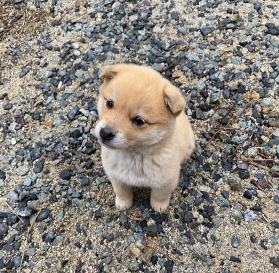 kt20220103's tweet photo. @Kpop_ctzen @WanImjeong @lsi3434 @ILSON0920 
It's Korean country dog.
Baby looks like Golden Retriever.
You can see this dog Korean country everywhere. https://t.co/SsyzvXoCcY