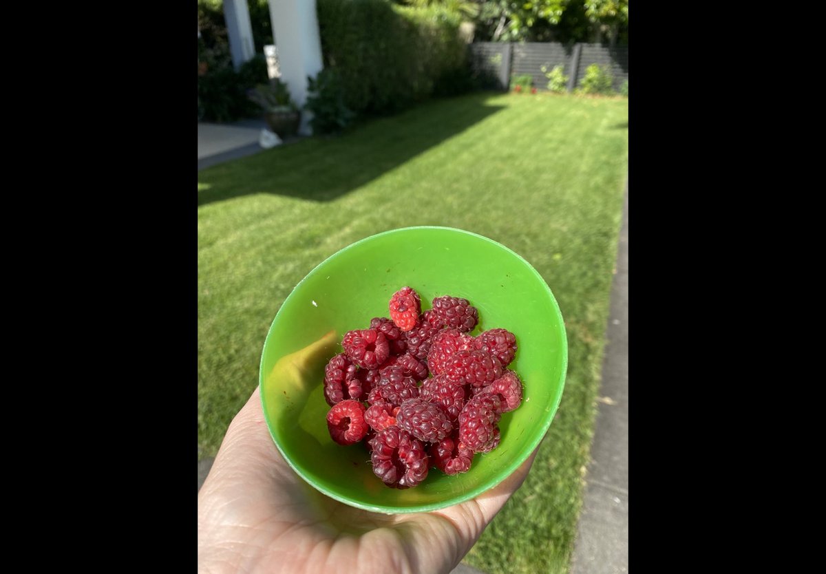 HelenMoorehe3's tweet photo. @Snowballrich @Fonterra This is a huge call. I’m gonna leave cheese out of it and say, in the yoghurt category, you’re bang on. I have mine everyday with these yummy ol’ homegrown raspberries 😋 https://t.co/IiRLSndlgi