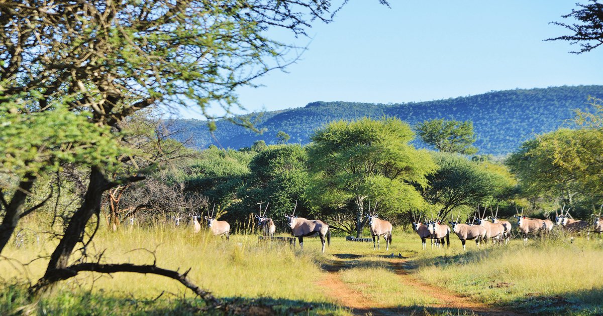 BabirwaLodge's tweet image. Our lodge offers an 18-hole golf course, game viewing and bird watching, mountain biking, hiking and fishing. 

Reserve your piece of peace here.
babirwalodge.co.za

#babirwa #babirwagolflodge #travel #golf #golfcourse #golfing