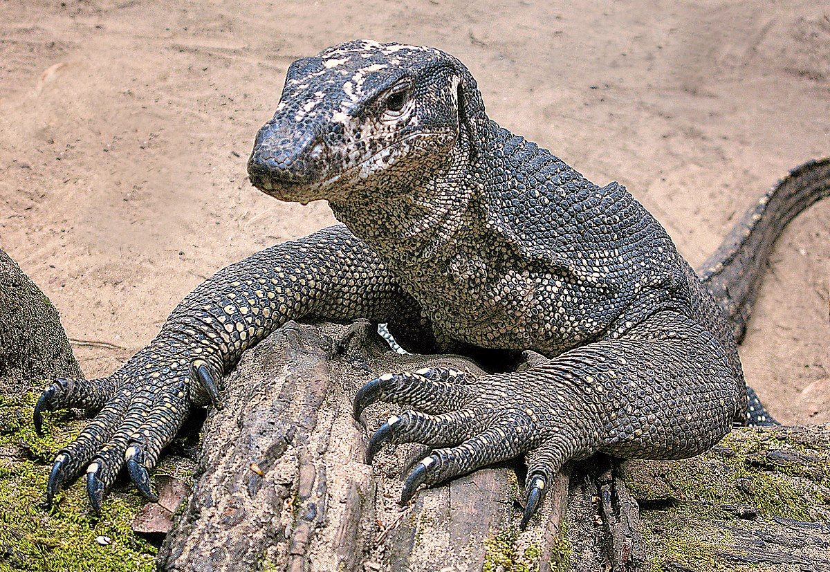 wangarakunina's tweet photo. When it rains, this guy (monitor lizard) runs to seek shelter and plunges into a river to avoid getting wet, apart from him, you'll only get this kind of wisdom from an African voter. 

#Africanproverb https://t.co/cF4mS7yBp0
