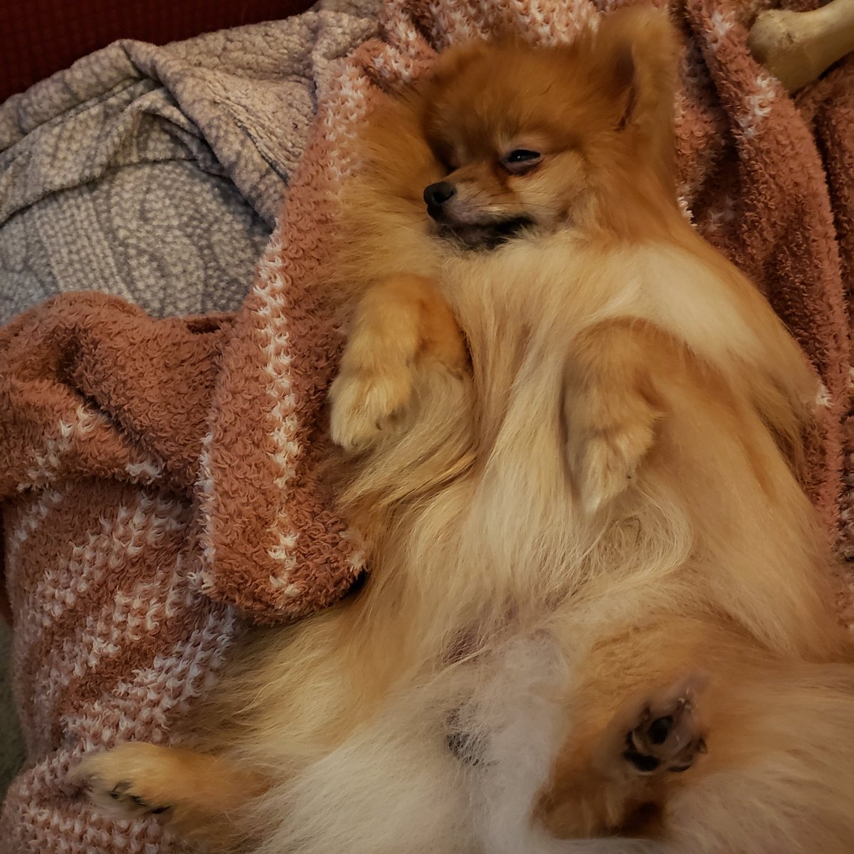 Lena975's tweet photo. Sleepy pup...shhh https://t.co/gzAUaxlDLd