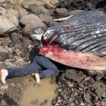 絵面がやばすぎ。これは「クジラを観察する理系生物学科大学生」です。