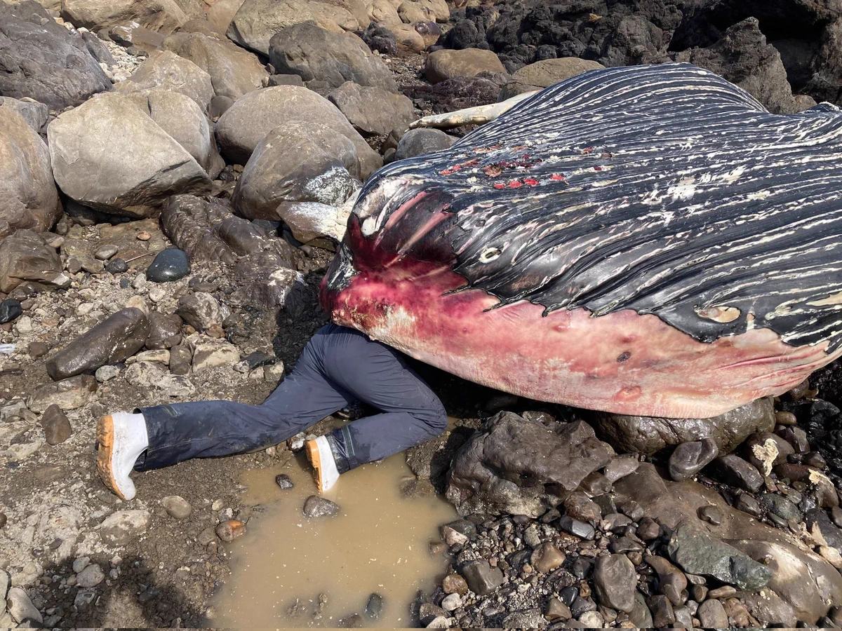 絵面がやばすぎ。これは「クジラを観察する理系生物学科大学生」です。