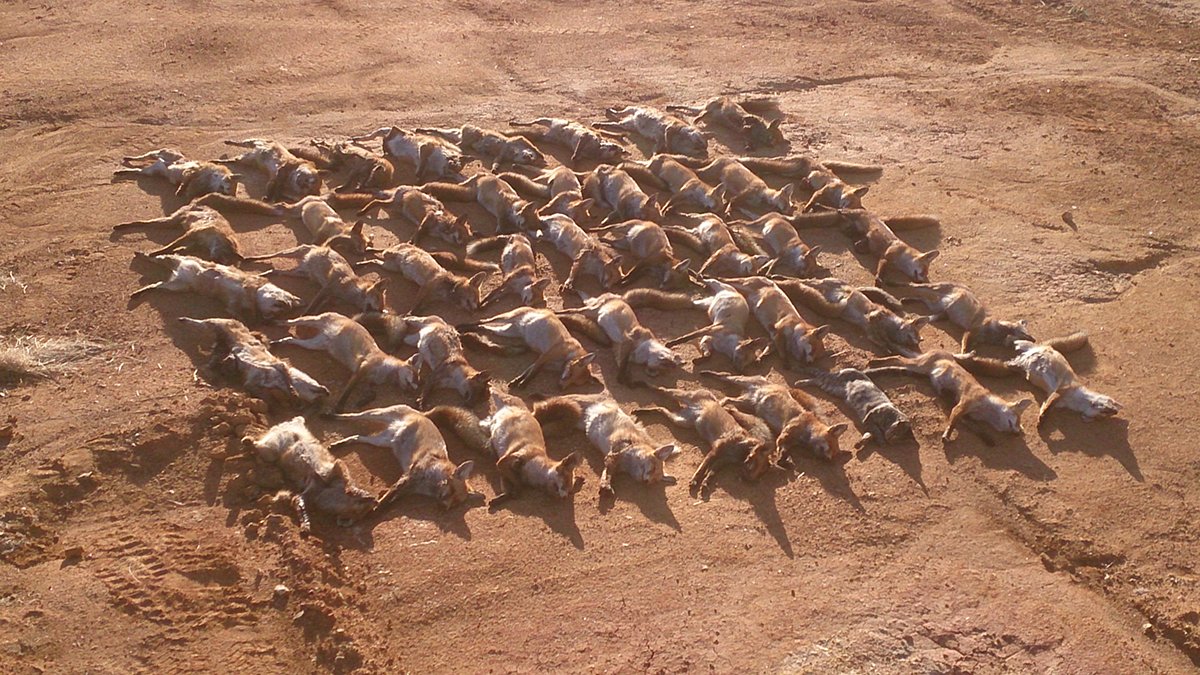 RedCardRF's tweet image. Show us your tally! There’s a few Red Card events that are done and dusted. Start getting those results in on the website. For every fox and cat reported, the Sporting Shooters Assoc of Australia (WA) donate $5 to the Regional Men’s Health Initiative. ow.ly/t4bp50HQac9