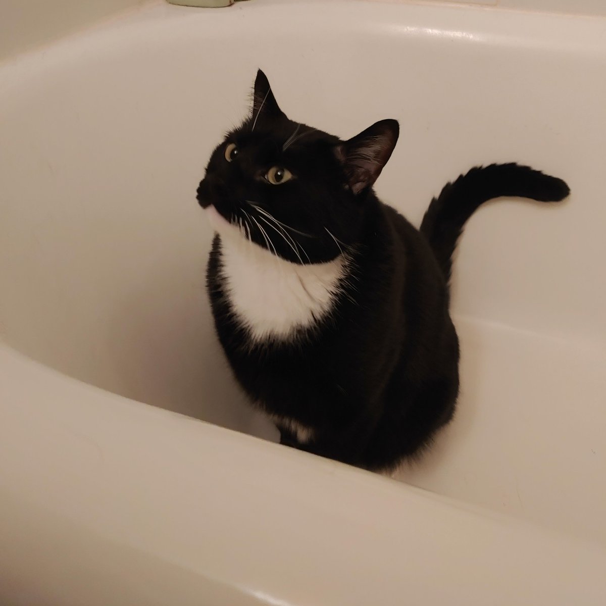 jarjarsapple's tweet photo. @warmyellowlight my cat is obsessed with taking a shower and gets in every chance he can! sending you love 💕 https://t.co/oj4CEW02ON