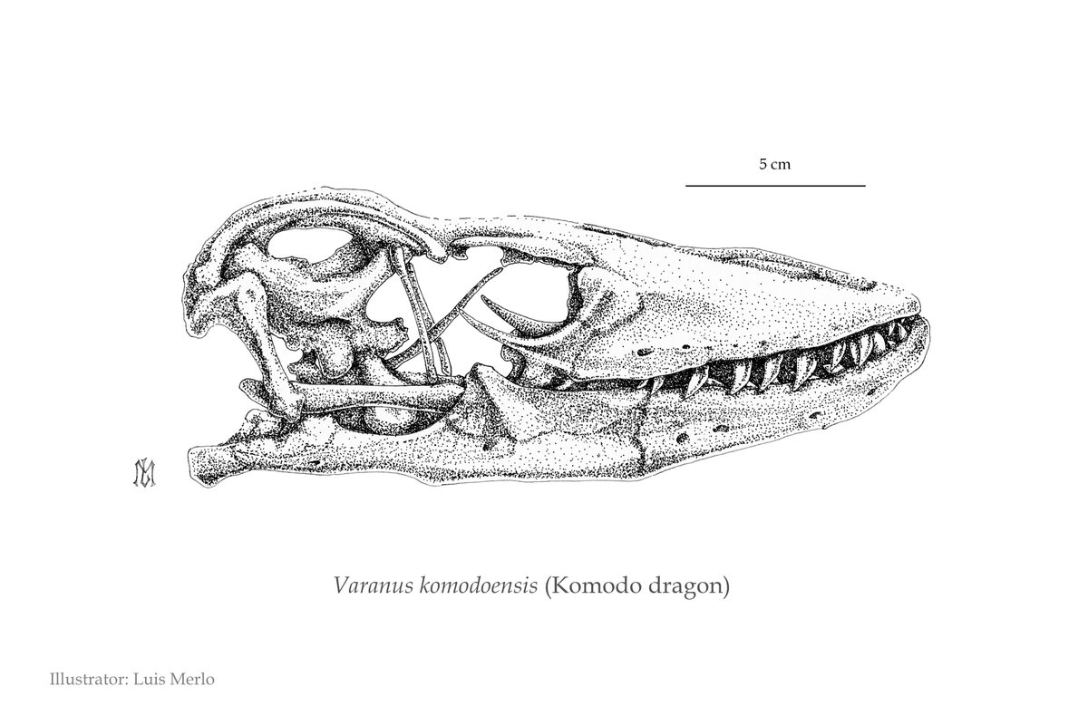 LMerlo72's tweet photo. I finally managed to finish a piece I began a couple of years ago. Komodo dragon (Varanus komodoensis) skull shows their fearsome teeth that can rarely be seen through their oral tissue. Made with ink on Canson A3 paper. #sciart #scientificillustration #reptile https://t.co/MzGyREziAB