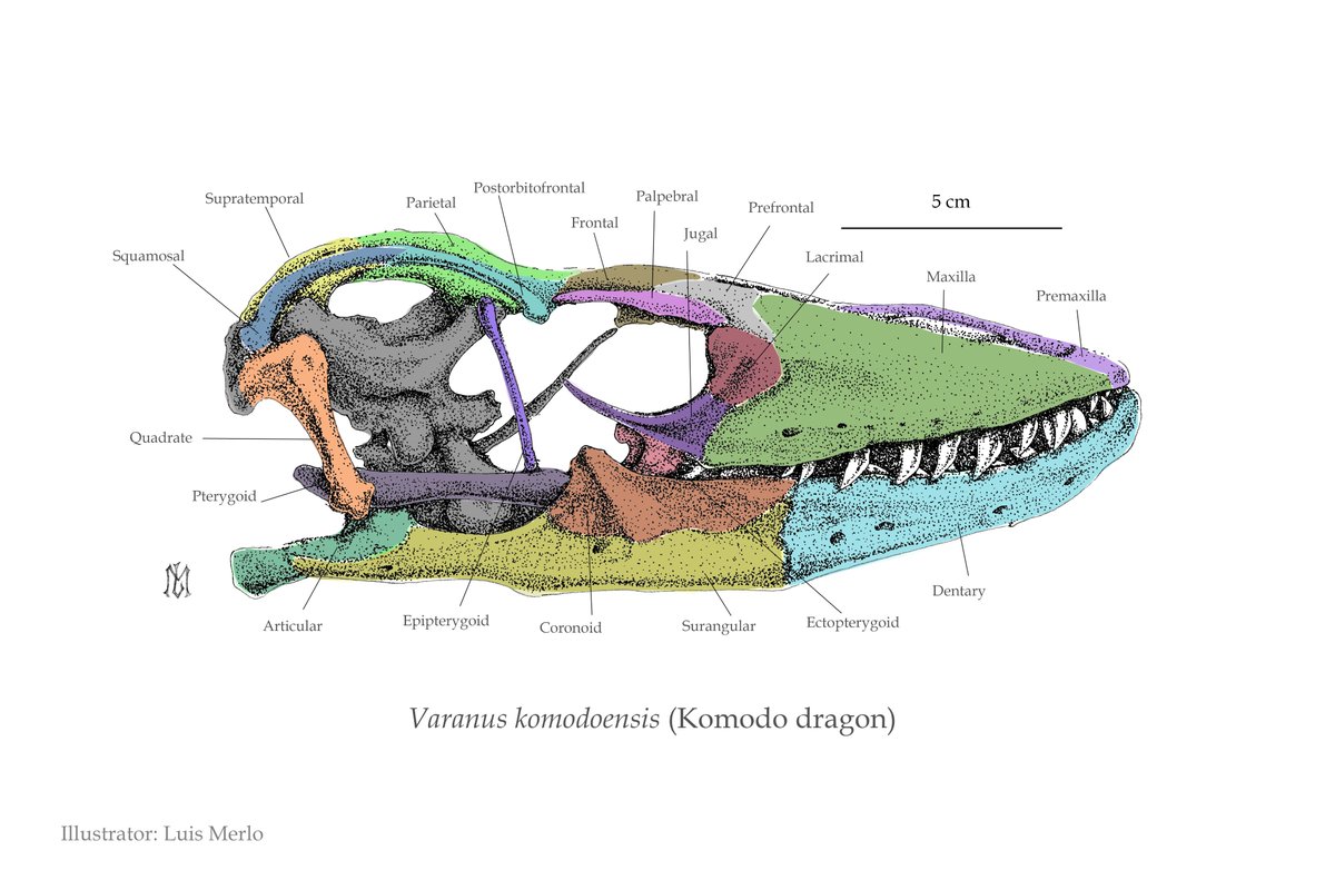 LMerlo72's tweet photo. I finally managed to finish a piece I began a couple of years ago. Komodo dragon (Varanus komodoensis) skull shows their fearsome teeth that can rarely be seen through their oral tissue. Made with ink on Canson A3 paper. #sciart #scientificillustration #reptile https://t.co/MzGyREziAB