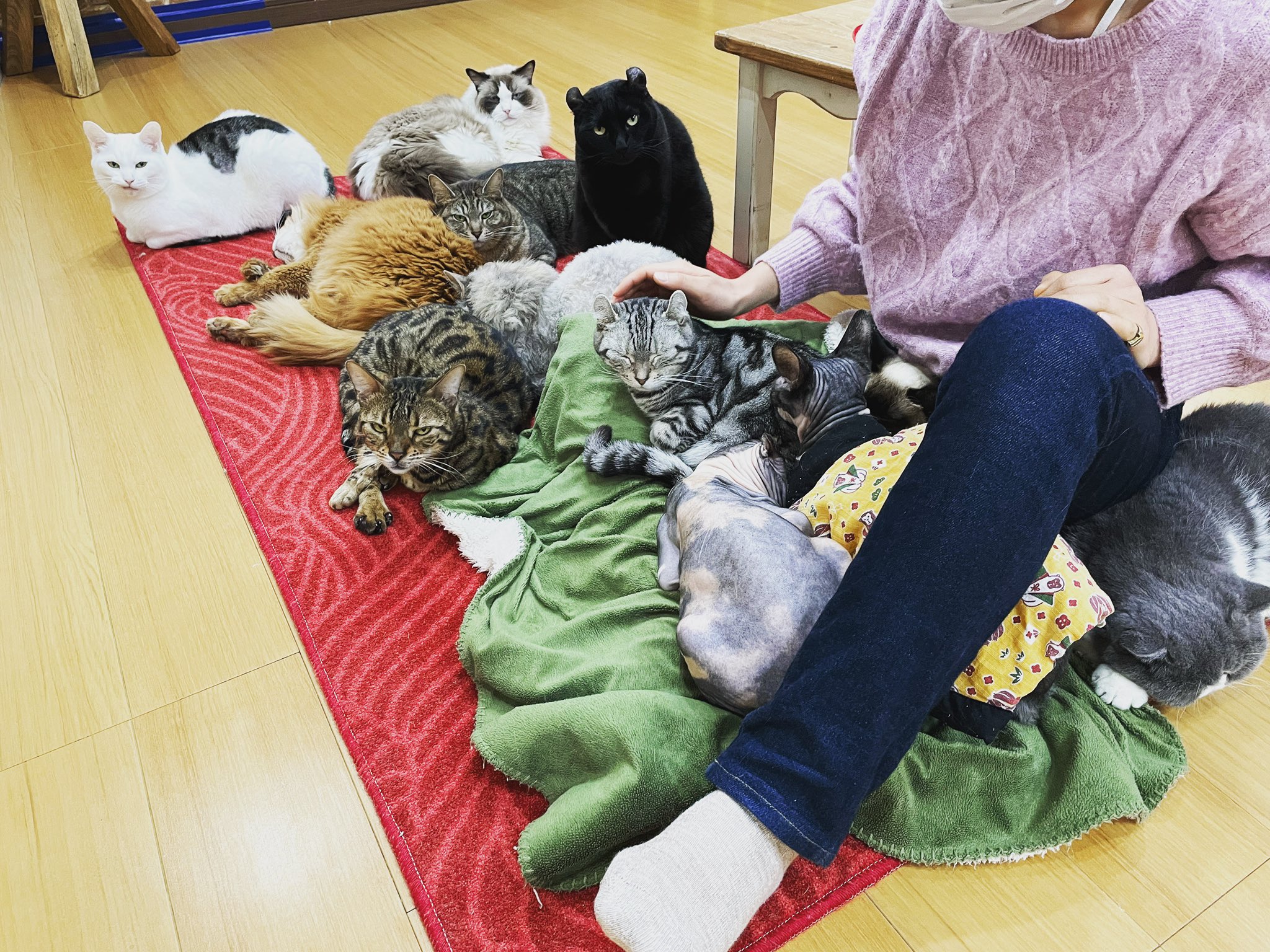 猫カフェ紅葉 大阪 泉南市 Nekocafemomiji Twitter