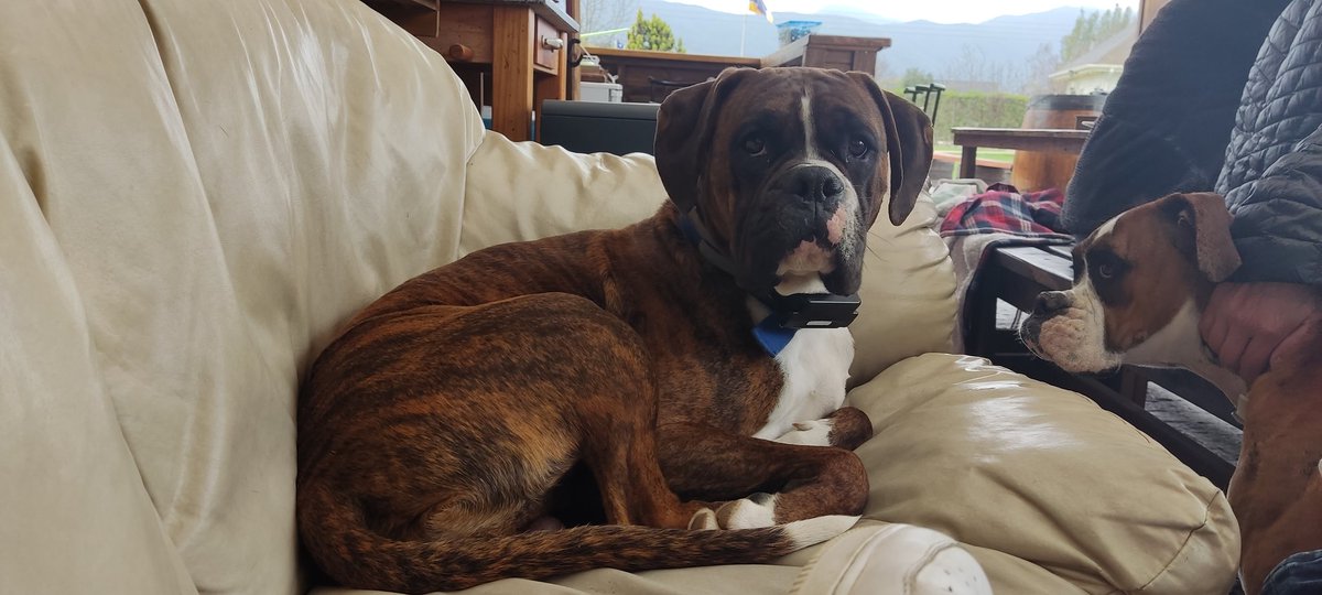 aravenamartinic's tweet photo. PERRO PERDIDO EN #OLMUE 
A Eso de las 6 de la tarde en el sector las cruces se perdió mi perrito Rover
Es un boxer atigrado
Por favor RT! https://t.co/VC5rH65XLP