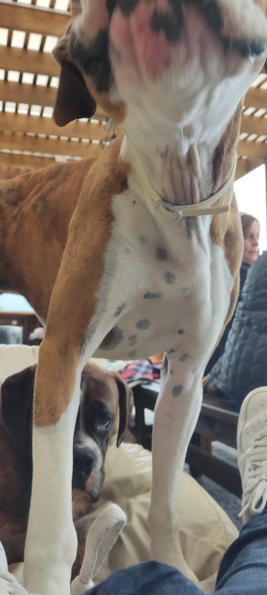 aravenamartinic's tweet photo. PERRO PERDIDO EN #OLMUE 
A Eso de las 6 de la tarde en el sector las cruces se perdió mi perrito Rover
Es un boxer atigrado
Por favor RT! https://t.co/VC5rH65XLP