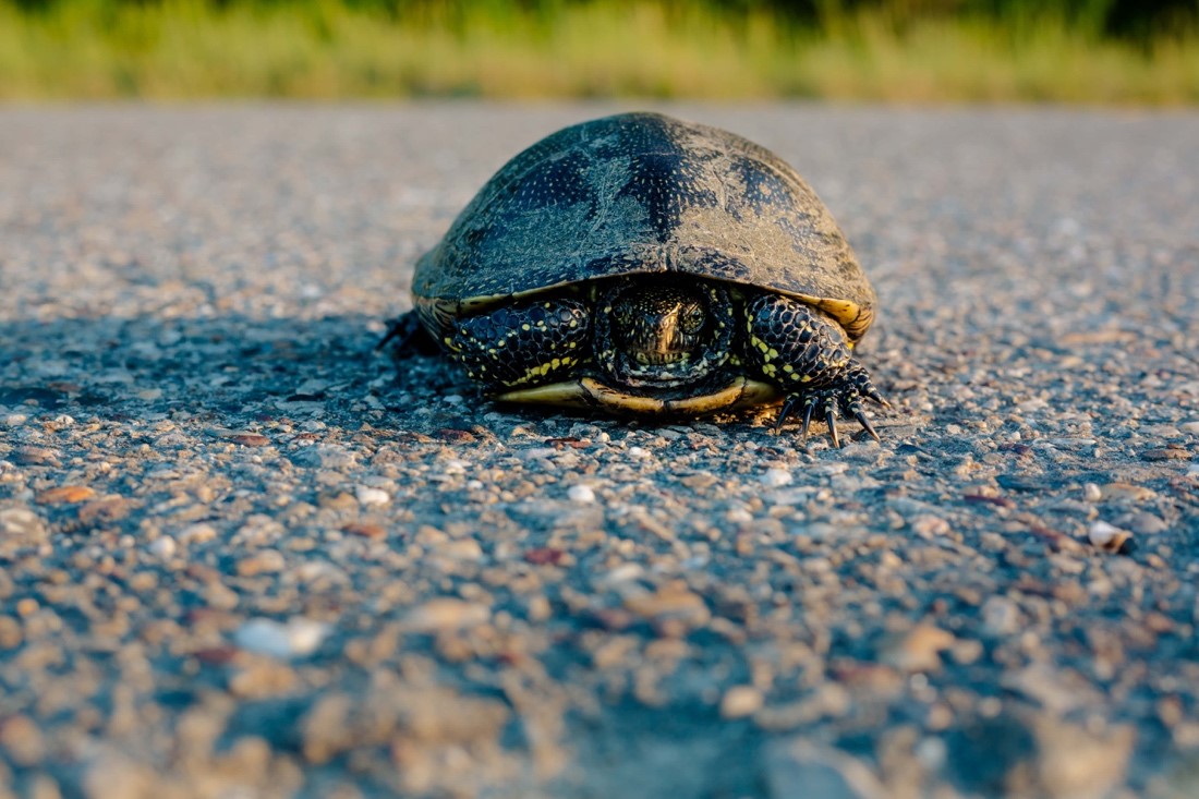 A scary future for Ontario's turtles - By Somer Slobodian👇

sheridansun.sheridanc.on.ca/2022/02/16/a-s… via @<a href="/thesheridansun/">The Sheridan Sun</a> #turtles #environment #ontario #journalism #nature #oakville