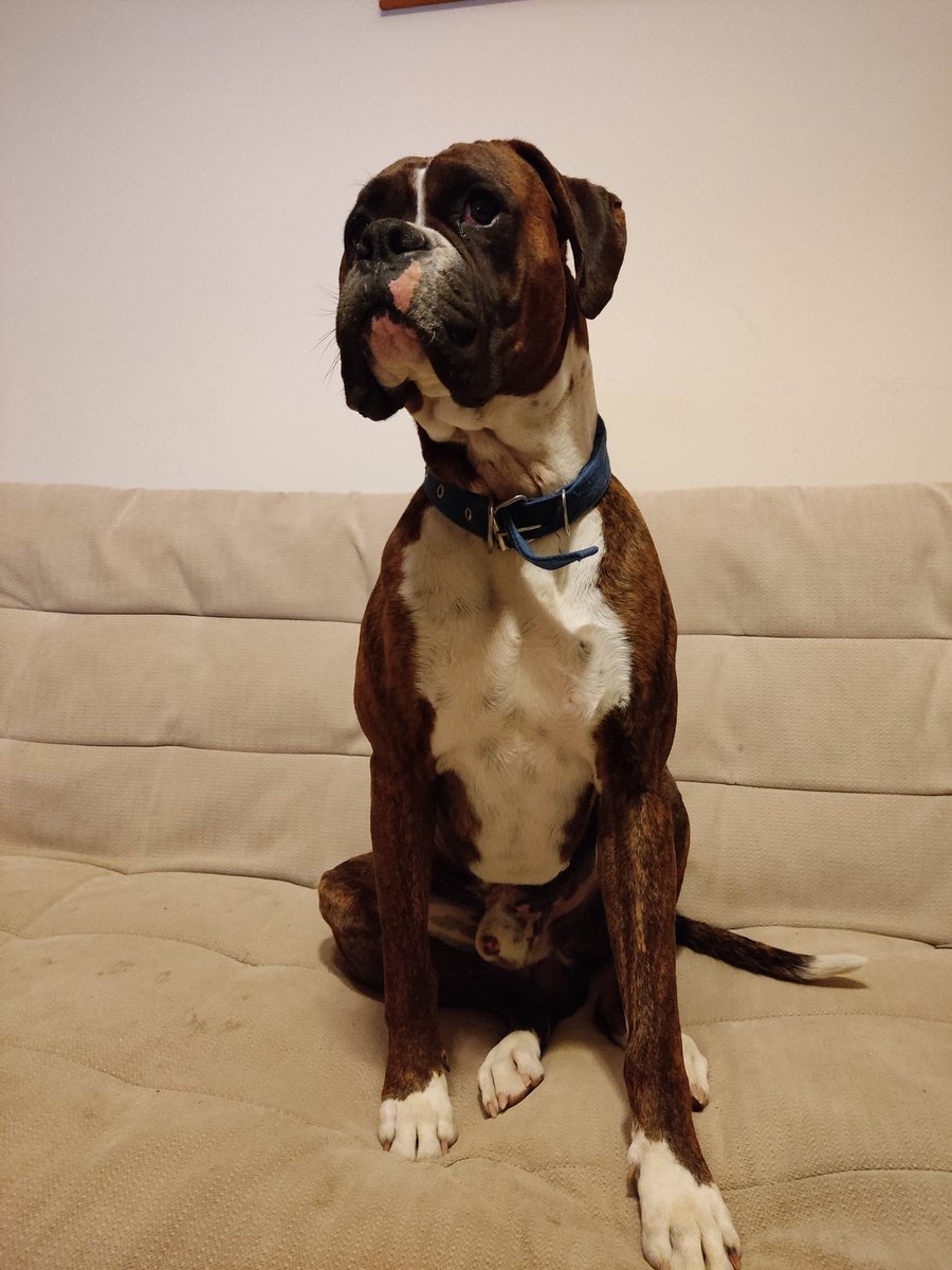 aravenamartinic's tweet photo. PERRO PERDIDO EN #OLMUE 
A Eso de las 6 de la tarde en el sector las cruces se perdió mi perrito Rover
Es un boxer atigrado
Por favor RT! https://t.co/VC5rH65XLP
