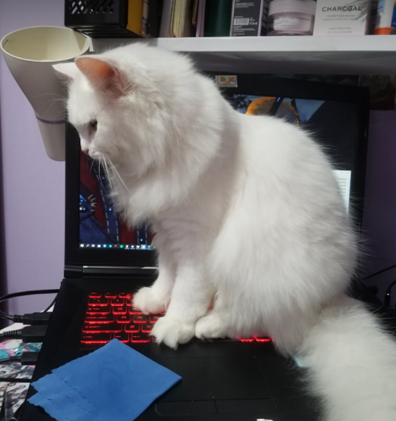 barbarbarbarr's tweet photo. @freyadlrt My friend's cat, make BG as majestic as humanly possible https://t.co/uYtu82tgaO