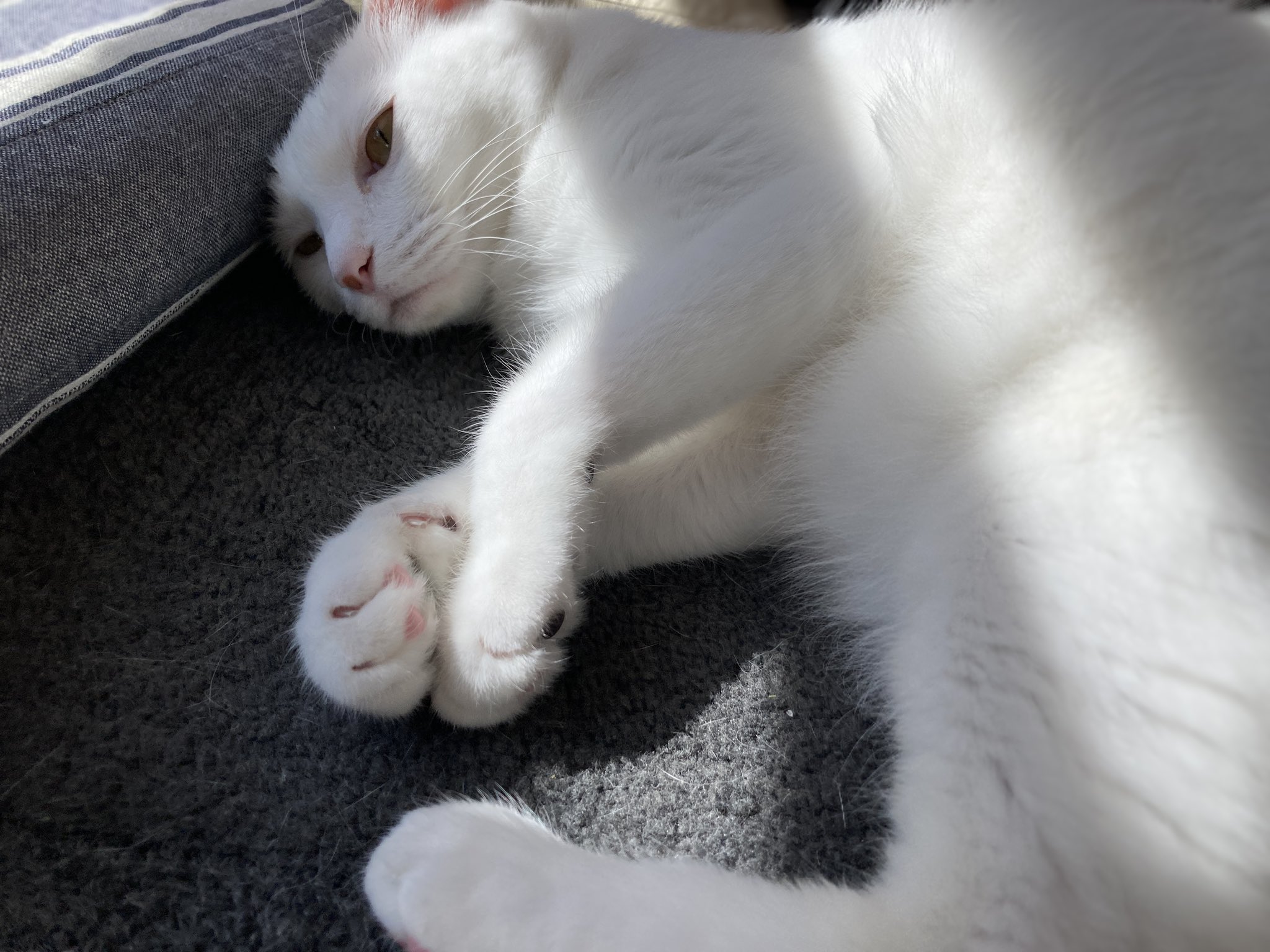 Nekonap ねこなぷ 猫柄で布ナプキンとか作る人 気がつけば 黒と白がケンカして 白が目を怪我して病院云々ツイートから何もツイートしてない事に気がつきました ご報告遅れましたが 白姫の怪我は大した事なく 念のため目薬処方されて全力で目薬
