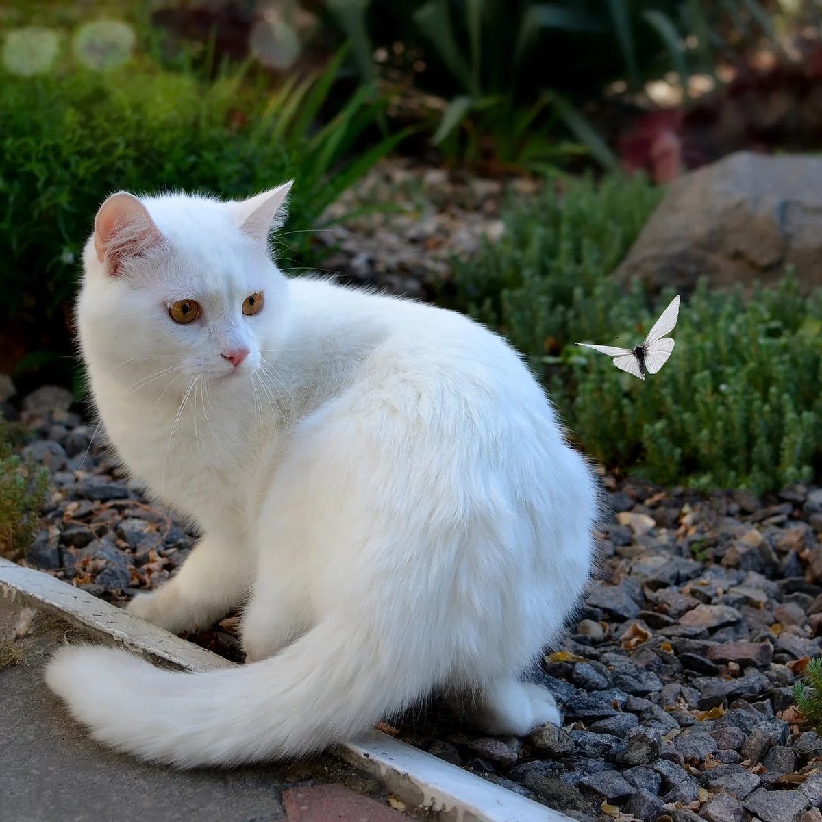 Старая белая кошка. Турецкая ангора биколор. Турецкая ангора биколор серая. Анатолийская кошка белая. Вайт Кэт.