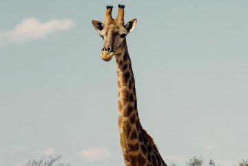 MichNLcrytpo's tweet photo. Safari time yesterday! https://t.co/Eh1LdjcpD7