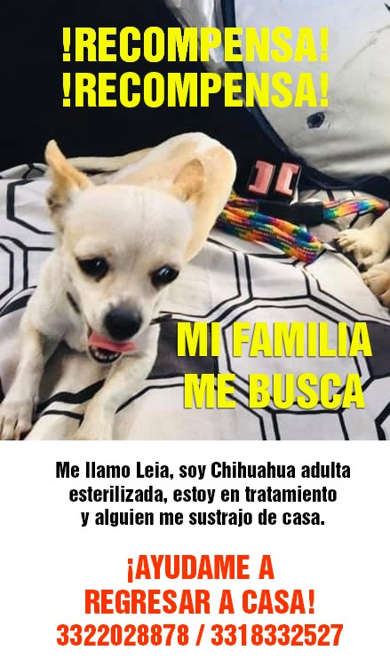 wendyaffter's tweet photo. @ExtraviaDog @lalocaperritos @BuscoMiPerroGDL @PatitasdeAyuda @GDLPatadeperro @SOS_Mural https://t.co/x3laJ4WQXr