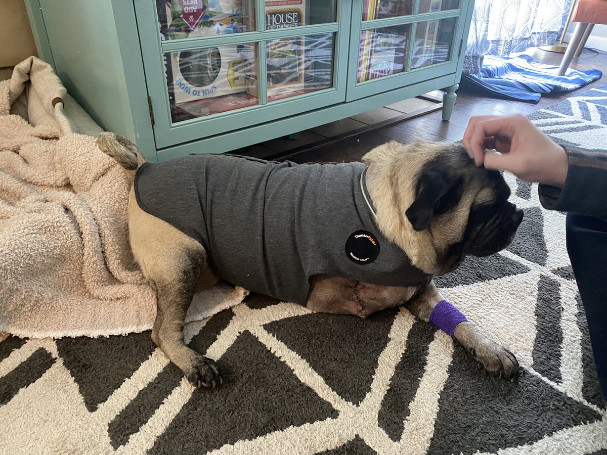 HendersonCailey's tweet photo. In things I never thought would happen: my dog lost a leg yesterday. We’re not happy, but we’re not sad. Just relieved she’s come home.❤️ https://t.co/vh65bZOr9a