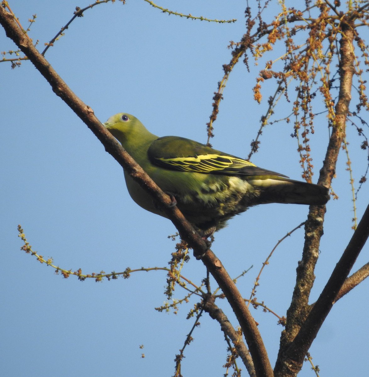 christy bharath tweet media